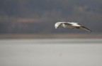 volo libero volo libero