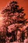 Villa Celimontana infrared Villa Celimontana infrared