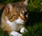 Micia Micia