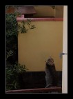 Gattosnodato Gattosnodato