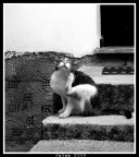 un gatto di corf� aveva percepito il mio amore per la sua specie, e aveva fatto di casa nostra la sua casa, almeno per mangiare dormire e farsi coccolare ;) 
abbiamo scoperto poi che era il gatto di una signora del posto, molto affettuoso e soprattutto paravento!

dati di scatto:
T: 1/160
A: f.8
ISO: 1600