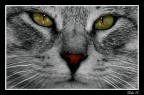 Occhi di gatto