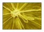 ...bruciature in giallo... ...bruciature in giallo...