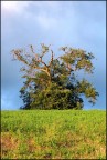 Albero del monte conero Albero del monte conero