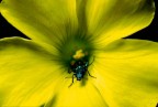 Fiore 03 Fiore 03