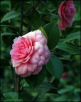 camelia camelia