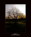 SUNSET TREE............ SUNSET TREE............