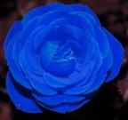Blue RoSe Blue RoSe