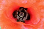 Nella carnalita' di un papavero Nella carnalita' di un papavero