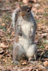 Scusi ha una nocciolina ???? Scusi ha una nocciolina ????