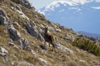giovane cervo sul Velino giovane cervo sul Velino