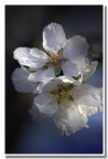 primavera primavera