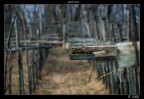 sarà vino sarà vino