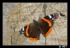 vanessa atalanta.... con 18-55 is vanessa atalanta.... con 18-55 is