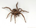 Aracnide Aracnide