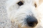 Danny the dog Danny the dog