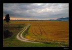 Campagne pisane Campagne pisane
