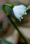 campanellino campanellino