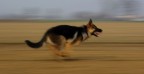 Yago's run Yago's run
