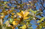 L' Autunno è ormai trascorso. L' Autunno è ormai trascorso.