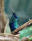 Colibrì Colibrì