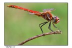 dragon fly dragon fly