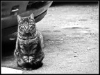 In the street In the street