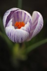 Crocus vernus "Pickwick"