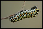 Bruco papilio macaon Bruco papilio macaon
