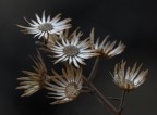 .-.-. Fiori d' inverno .-.-. Fiori d' inverno