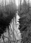 nel bosco nel bosco