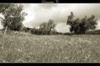 Alberi di ulivo Alberi di ulivo