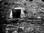 ...rampicanti... ...rampicanti...