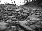 Terreno Boschivo Terreno Boschivo