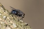 Mosca Mosca