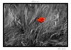 Il punto rosso Il punto rosso
