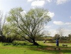 Uno dei miei primi scatti con il 16-85 (vedi qui: http://www.photo4u.it/viewtopic.php?t=278185 ).
Parco della Caffarella, un mucchio di gente all'aria aperta... una bellissima giornata... � veramente primavera!