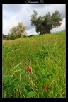 Alberi Alberi