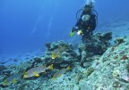 maldive - grugnitori striati e modella maldive - grugnitori striati e modella