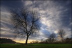 Composizione con albero, al tramonto Composizione con albero, al tramonto