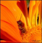 Anticipazioni primaverili