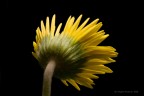 gerbera gerbera