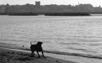 Cane b&W Cane b&W