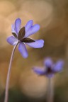 Hepatica nobilis Hepatica nobilis