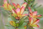 Sfumature di colore su una pianta Sfumature di colore su una pianta