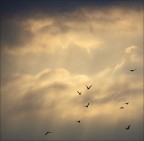 volo volo