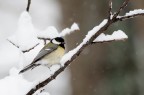 Cinciarella Innevata... Cinciarella Innevata...