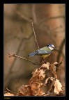 Cinciallegra Cinciallegra