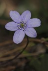 Hepatica nobilis