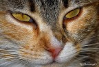 tigre tigre